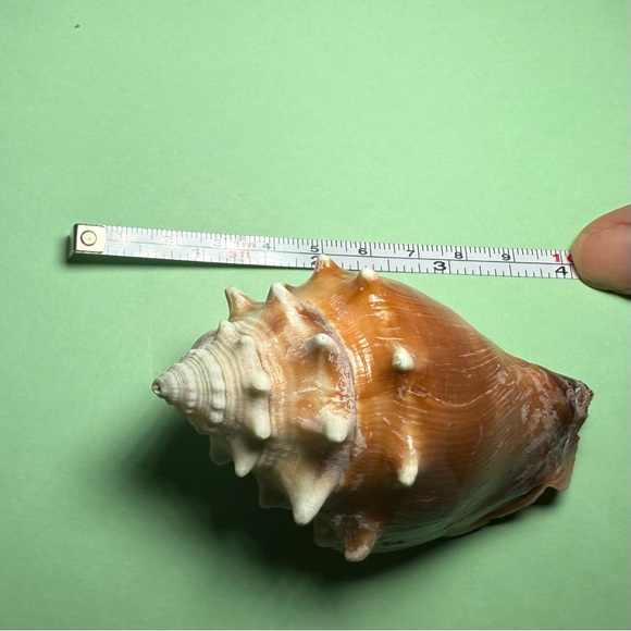 Large Conch Shell Decor - Picture 3 of 5